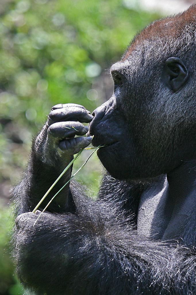 Zoo Schmiding 039.jpg
